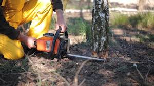 Best Lawn Disease Treatment  in Susanville, CA