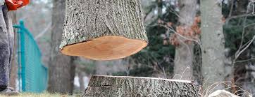 Best Emergency Tree Removal  in Susanville, CA