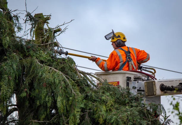 Susanville, CA Tree Care Company