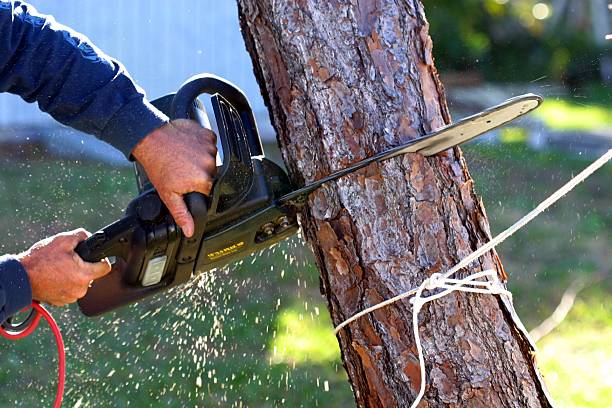 Best Seasonal Cleanup (Spring/Fall)  in Susanville, CA