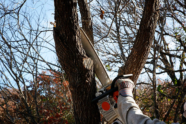Best Tree Maintenance Programs  in Susanville, CA