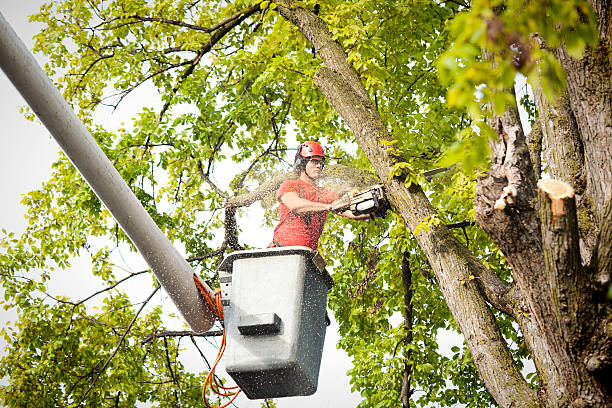 How Our Tree Care Process Works  in  Susanville, CA