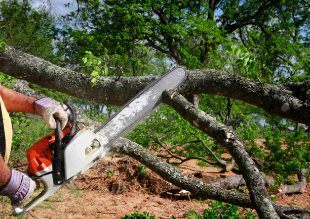 Best Tree Removal  in Susanville, CA